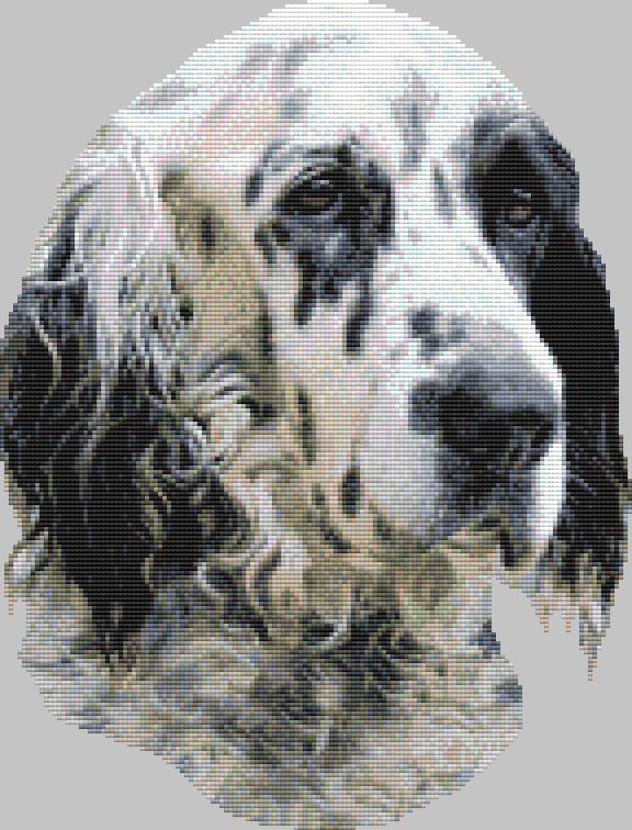 English Setter - Portrait / DogShoppe Designs