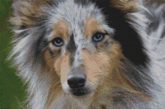 Shetland Sheepdog - Beauty (Blue Merle) / DogShoppe Designs