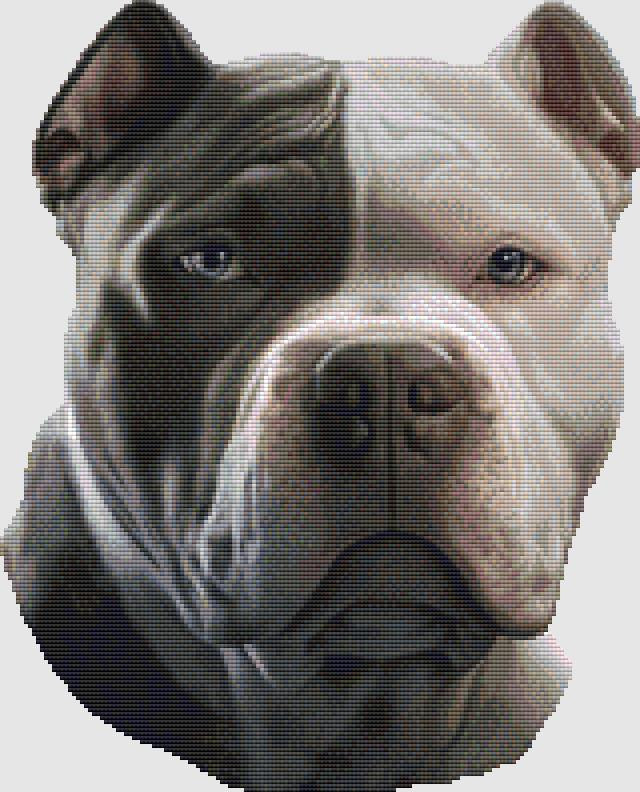 Pitbull Terrier - Portrait / DogShoppe Designs