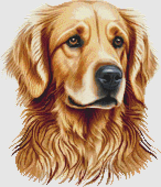 Golden Retriever - Portrait IV / DogShoppe Designs