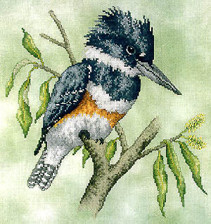 Belted Kingfisher / Crossed Wing Collection