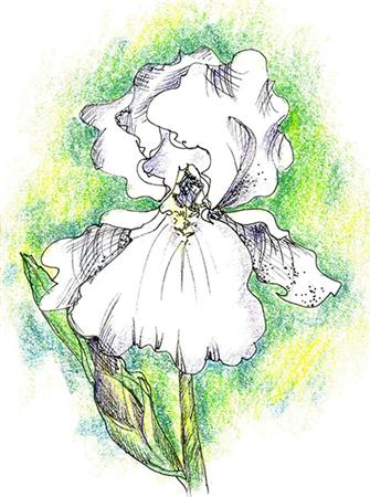 White Iris / Country Garden Stitchery
