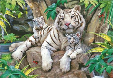 White Tigers Of Bengal / Charting Creations