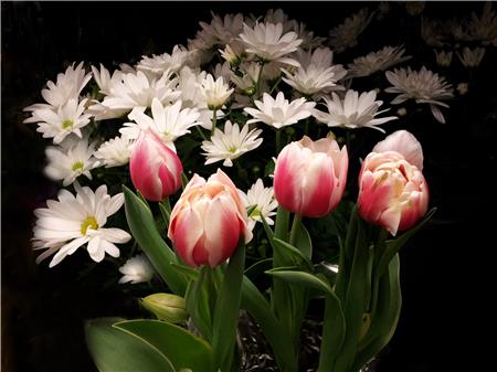 Spring Tulips / Frame Corner, The