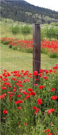 Summerland Poppies (A) / Frame Corner, The