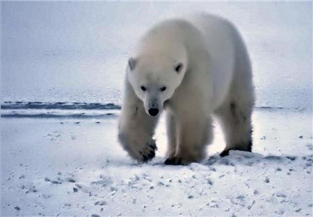 Polar Bear Hunt / Frame Corner, The