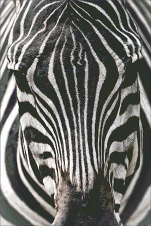 Zebra Close Up / Charting Creations