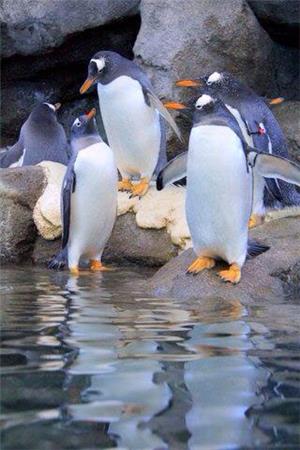Penguin Party / Frame Corner, The