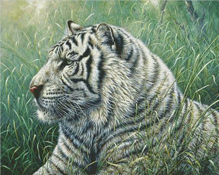 White Tiger / Charting Creations
