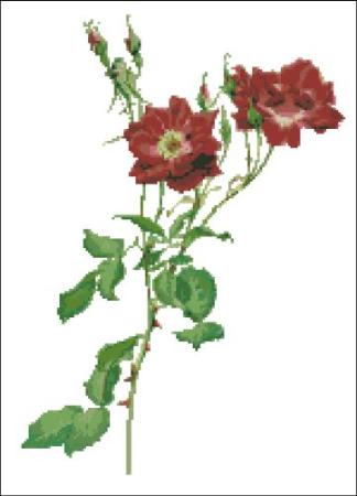 Willmott: Rosa Borbonica Rose / PinoyStitch