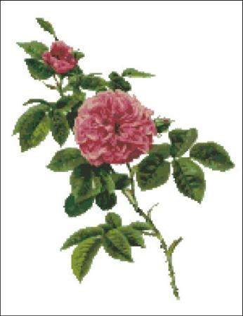 Willmott: Rosa Centifolia Rose / PinoyStitch