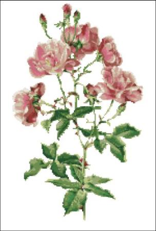 Willmott: Rosa Chinensis Rose / PinoyStitch