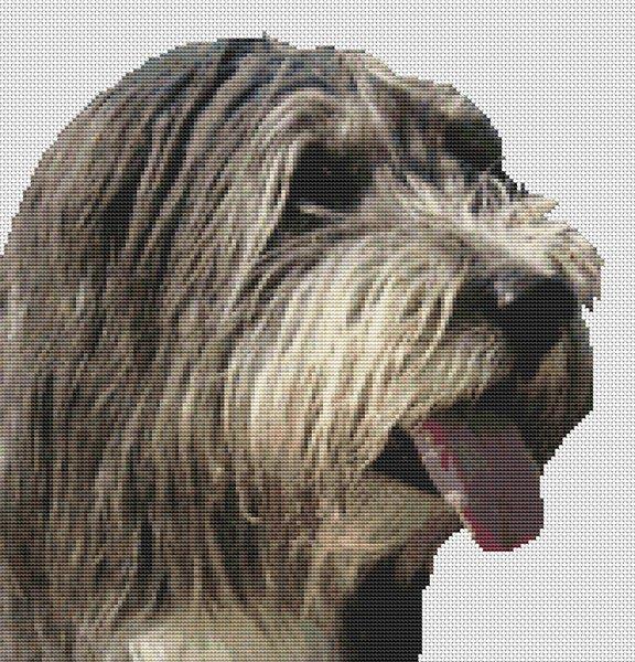 Bearded Collie / White Willow Stitching