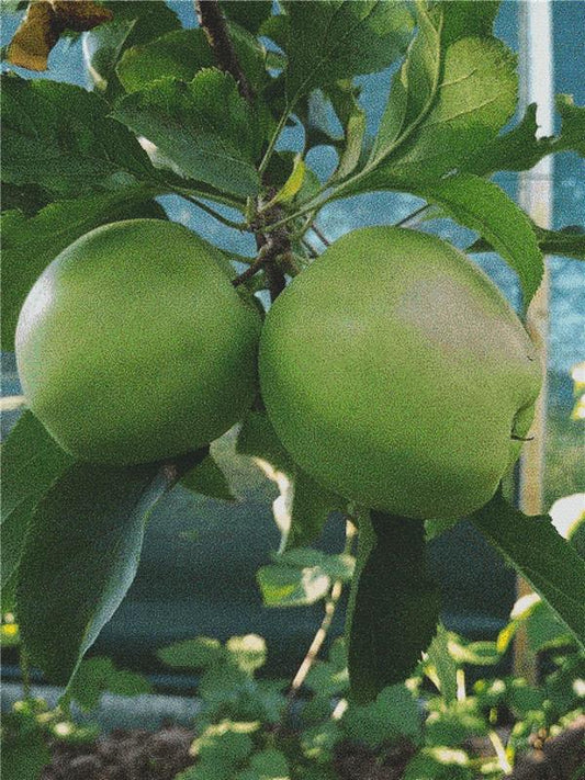 Green Apples / X Squared Cross Stitch / 49084