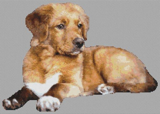 Adult Toller / White Willow Stitching