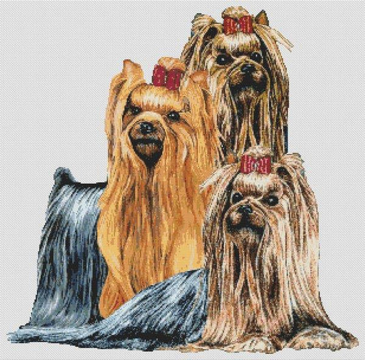 Yorkshire Terrier Montage / White Willow Stitching