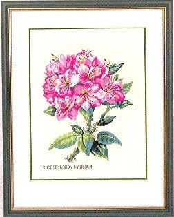 Pink Rhododendron / Eva Rosenstand