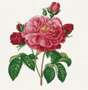 La Duchesse - Old Roses Series / Ellen Maurer-Stroh